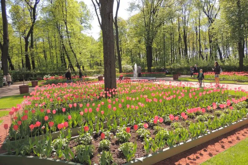 Знакомство с Летним садом – деревьями-патриархами, птицами и другими жителями